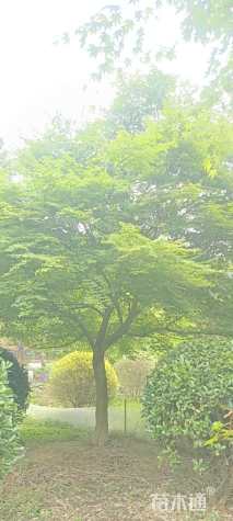 15公分鸡爪槭