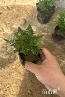 10厘米文竹