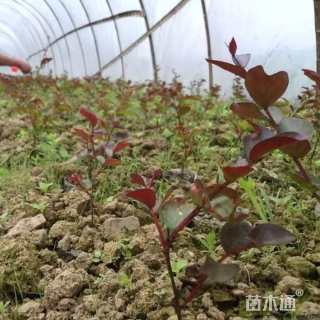 10公分红火箭紫薇