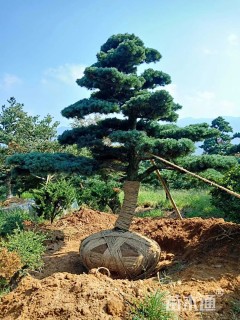 造型五针松