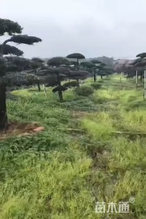 移栽苗造型罗汉松