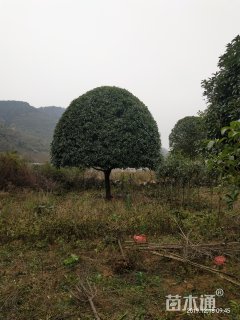 25公分黄金桂