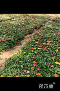 高度20厘米太阳花