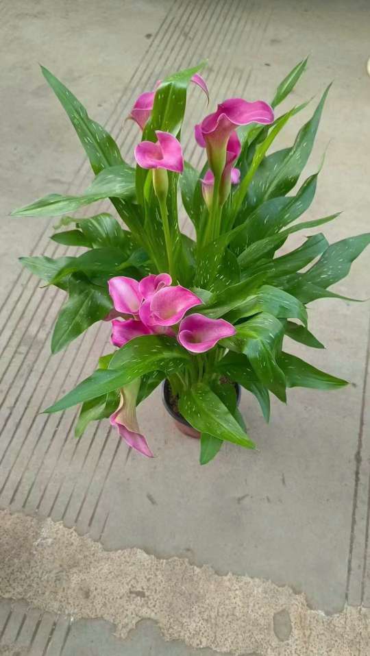 高度30厘米马蹄莲
