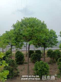 9公分高杆卫矛球