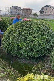 冠幅180厘米大叶黄杨球