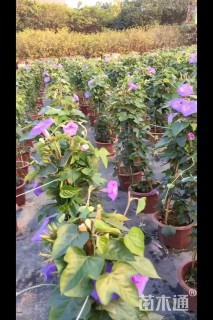 高度100厘米牵牛花