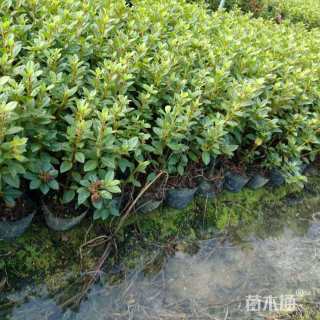 容器苗安酷杜鹃