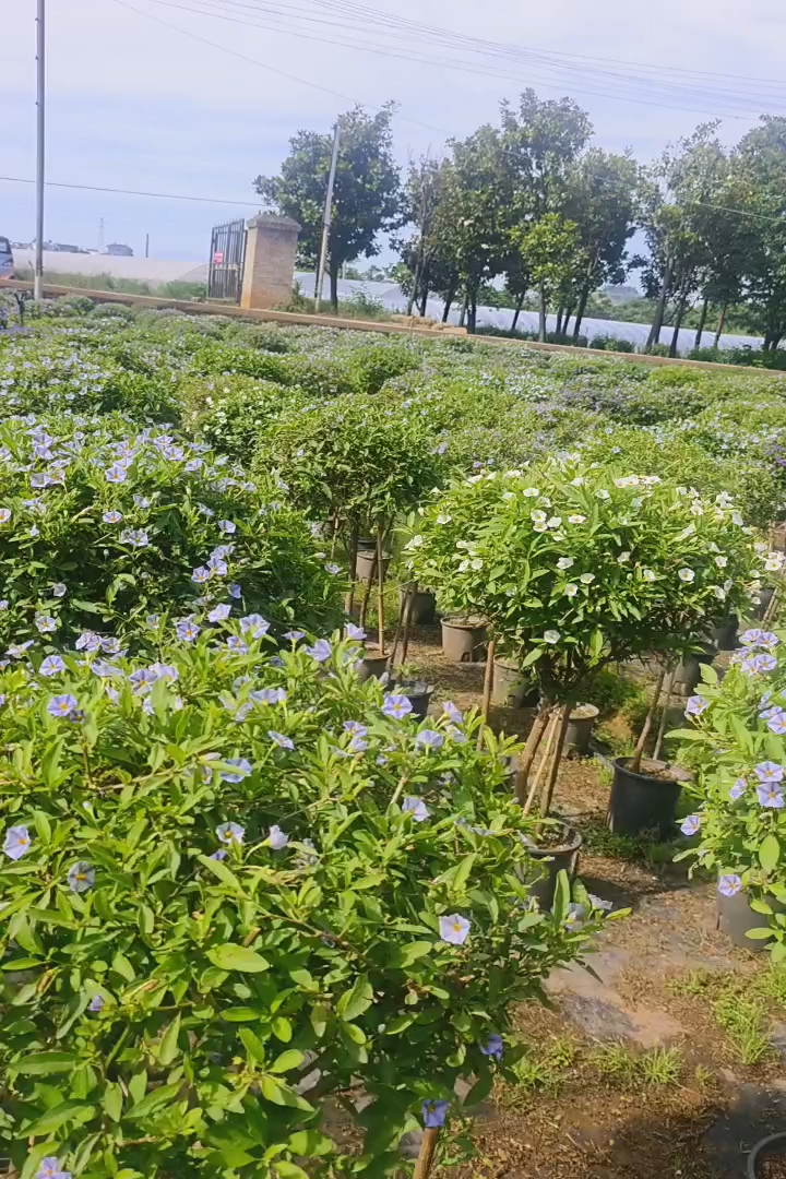 高度120厘米兰花