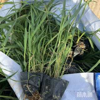 高度30厘米芦苇
