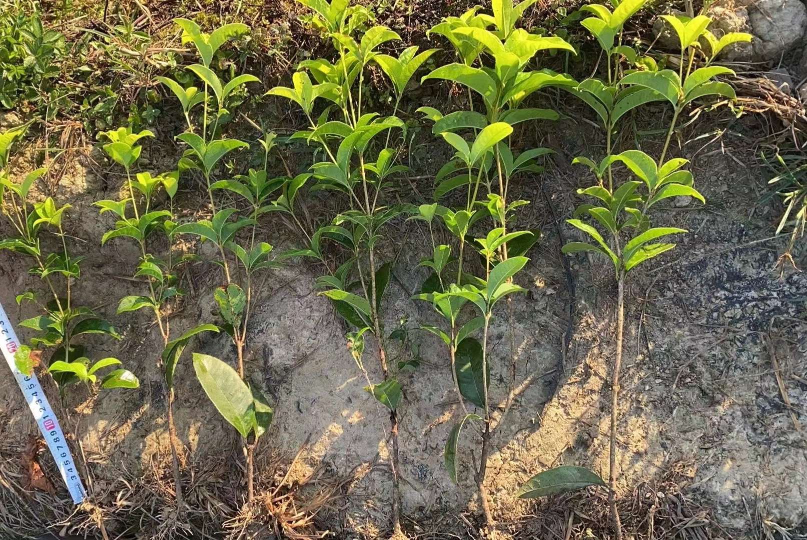 高度30厘米四季桂小苗