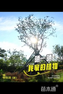 52公分朴树
