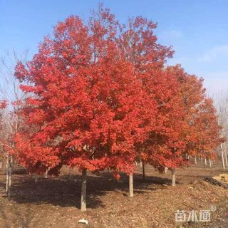 10公分美国红枫-红点