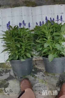 高度40厘米超级鼠尾草