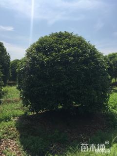 12公分桂花