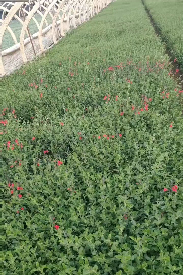 小杯苗樱桃鼠尾草