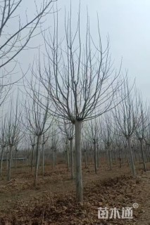 18公分法桐