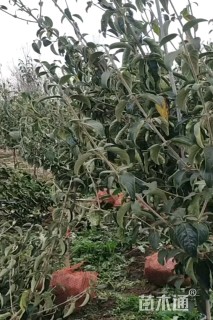 高度200厘米中华木绣球