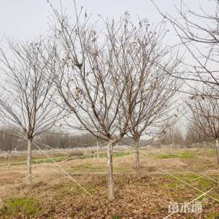 15公分河津樱