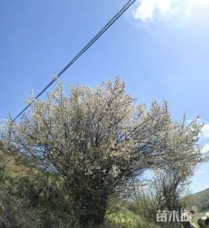 丛生李树