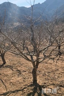 15公分山楂树