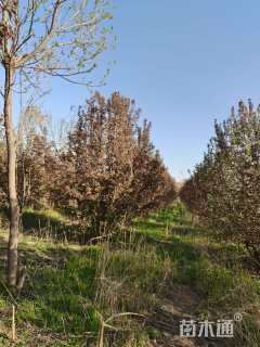 20公分丛生绚丽海棠