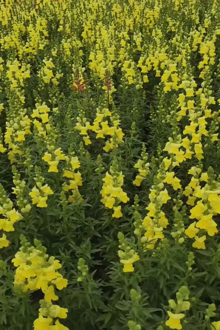 高度40厘米金鱼草