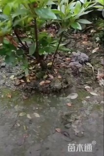 高度30厘米春鹃小苗