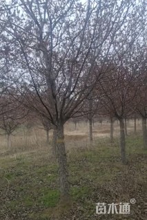 12公分绚丽海棠