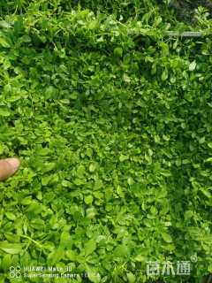 高度8厘米姬岩垂草