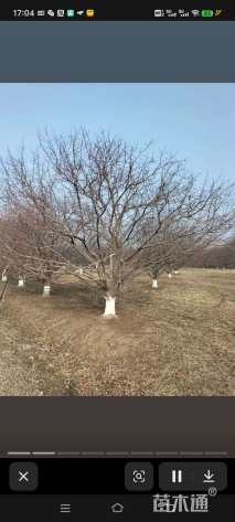 高度500厘米冬红果海棠