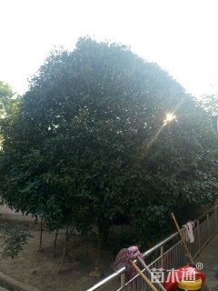 22公分桂花