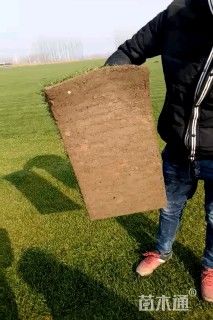 草卷状四季青草坪