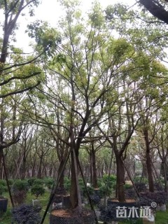 15公分香樟