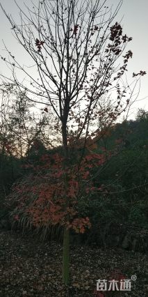 12公分美国红枫-秋火焰