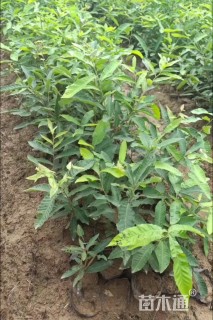 0.5公分麻栎