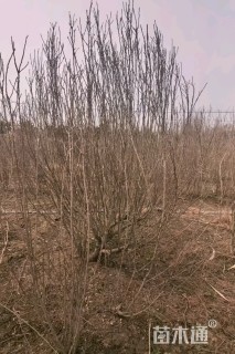 高度200厘米丛生木槿