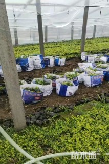 高度20厘米大吴风草