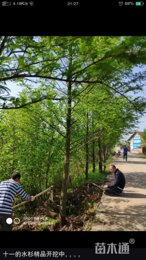 8公分水杉