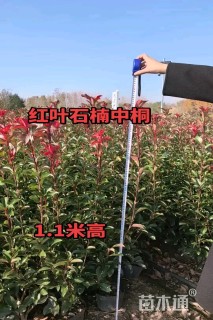 1公分红叶石楠