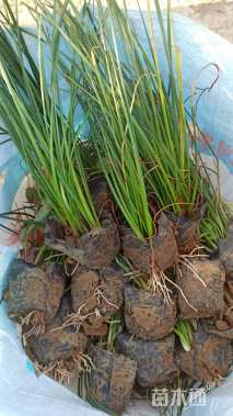 高度15厘米白花葱兰