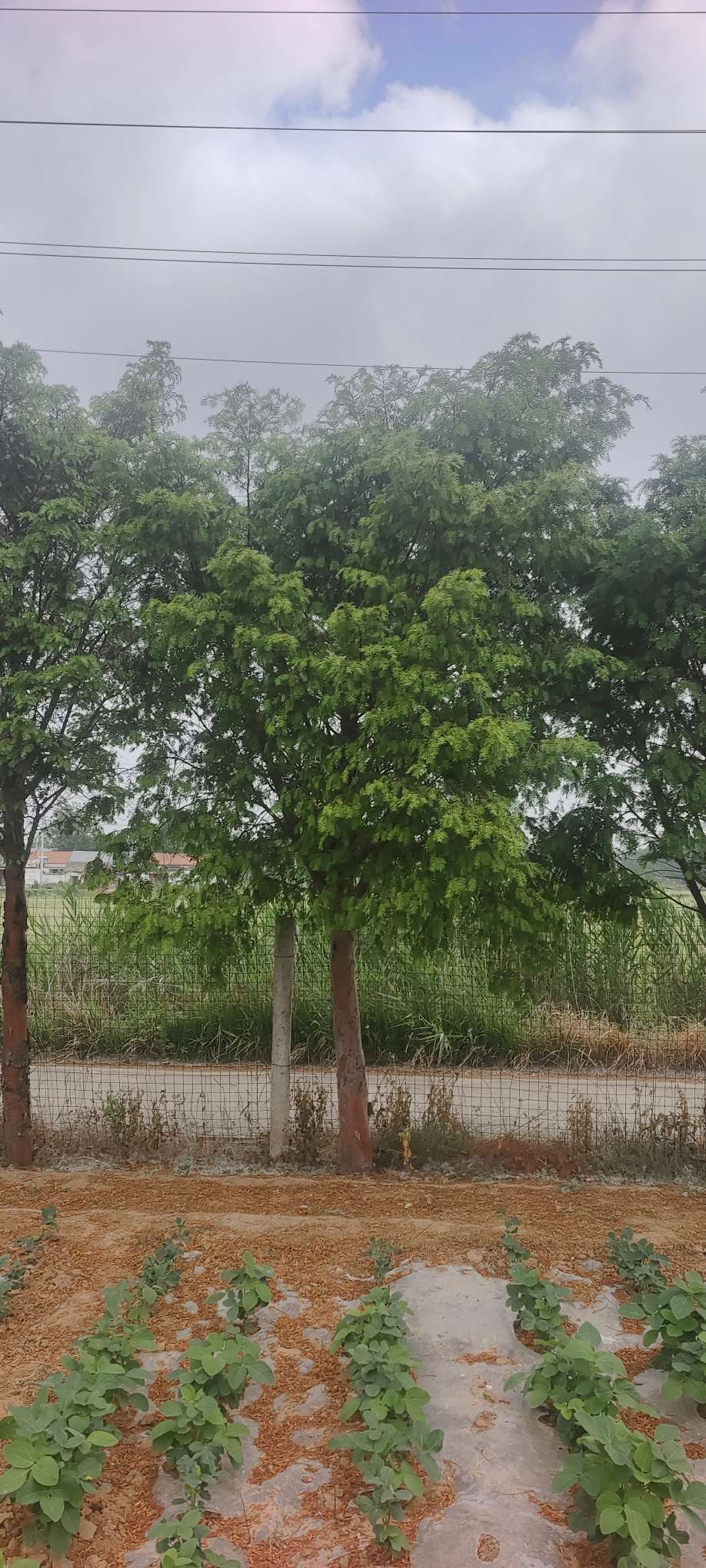13公分南方红豆杉