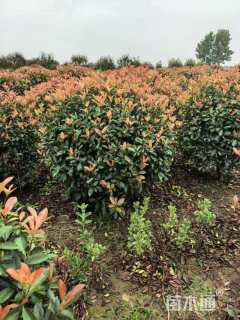 冠幅80厘米茶梅球