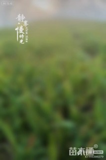 高度30厘米血草