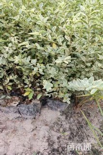 高度50厘米胶东卫矛