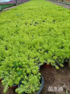 高度10厘米黄金条