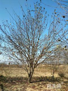 18公分八棱海棠