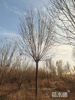 18公分速生白蜡