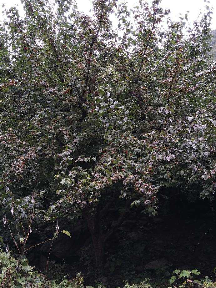 高度500厘米山茱萸
