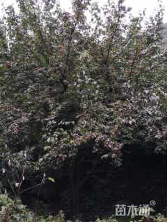 高度500厘米山茱萸